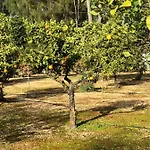 Quinta 別荘 アルブフェイラ